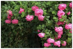 十种适合澳门新浦新京8455com种植的花卉植物